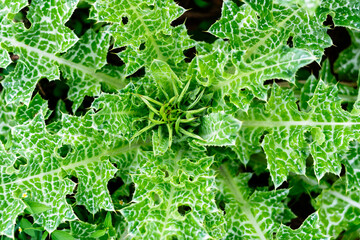 Milk Thistle Spiky Green Leaves with White Veins, Detox Herbal Plant