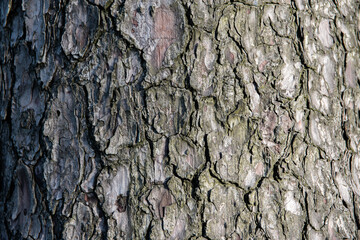 Focus sur l'écorce d'un pin verdi, format horizontal