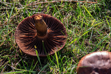 Vue sur les lamelles d'un champignon sauvage retourné dans l'herbe, format horizontal