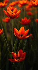 Vibrant blossoms display fiery red and orange petals, evoking a sense of warm energy and rich natural beauty in a sunlit setting ,captivating ,flower ,delightful