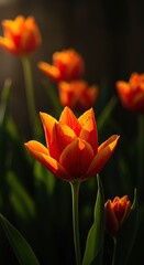 Vibrant blossoms display fiery red and orange petals, evoking a sense of warm energy and rich natural beauty in a sunlit setting ,tulip ,bright ,rich