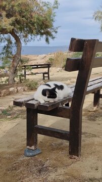 Eine Katze schl&auml;ft auf einer Bank am Meer in Paphos, Zypern &ndash; die Bank steht mit ihren Beinen auf Steinen, umgeben von Sand, Sonne und Ruhe.