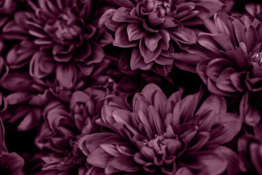 Close-up of burgundy chrysanthemums with soft petals and rich texture in natural lighting.
