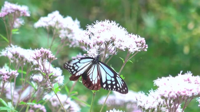 花畑で花蜜を吸い、翅を羽ばたかせる複数のアサギマダラ  渡り蝶  4K 