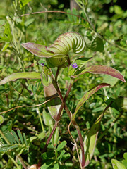 Cyanotis cristata Crested Spreading Dayflower.