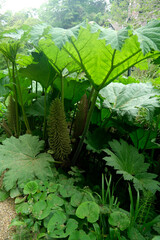 Giant Gunnera Manicata Plants in Lush Tropical Woodland