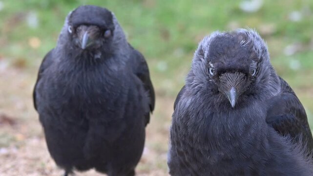 Two Jackdaws (Corvus monedula) heads in closeup. August, Kent, UK. Half speed