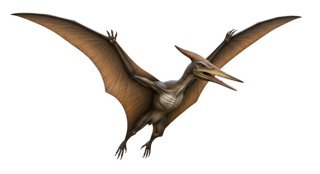 Illustration of a pterodactyl flying with wings fully extended out on transparent background