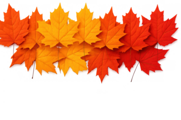 Autumn maple leaves creating a colorful fall border changing from orange to red with transparent background