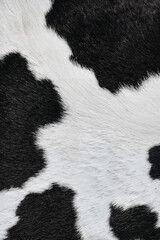 Textured close-up of black and white cowhide fur pattern  