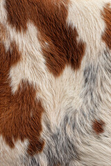 Close-up of brown and white cowhide fur texture  