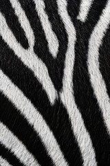 Obraz premium Zebra striped hide in black and white pattern 