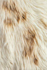 Closeup of soft fur with natural patterns and textures  