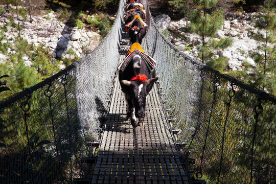 Herd of yaks crossing a suspension bridge in the majestic Himalayan mountain landscape