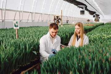 Greenhouse researcher reviewing tulip data, Agronomist analyzing plant growth in controlled environment, Caucasian scientist scrutinizing tulip batch with digital tab in greenhouse