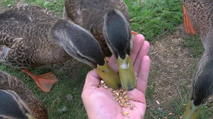 Young Mallard ducks (Anas platyrhynchos) this year's ducklings enthusiastically eating seed from the had of a passing  photographer. August ,Kent, UK. Half speed