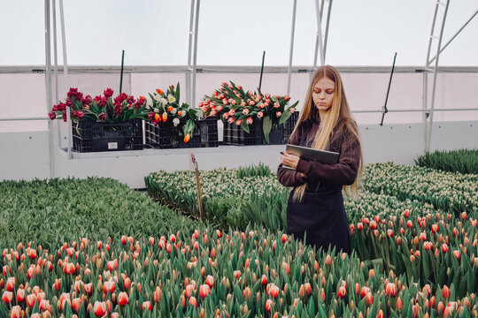 Nursery supervisor organizes tulip varieties and stock levels precisely, Professional horticultural worker records extensive tulip catalog and manages plant inventory efficiently