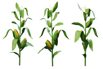 3d render rotate with corn plant, isolated on transparent or white background, front view.