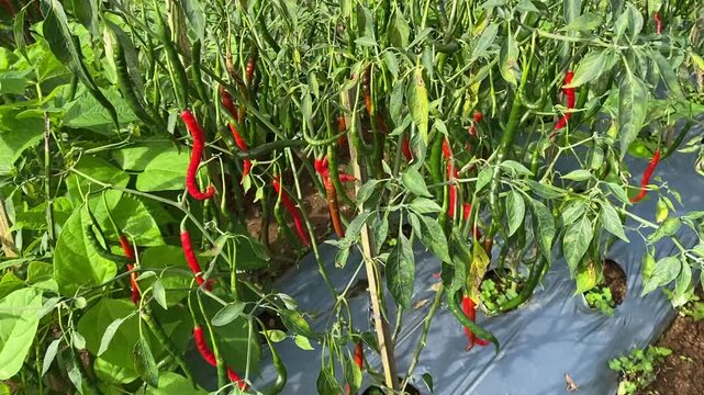red hot chili peppers on tree