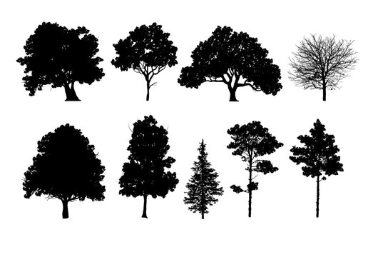 Silhouette tree,  Outline tree set, side view graphic elements for landscape design and architectural drawing, isolated - vector illustration