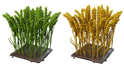 3d render with cartoon green and ripe wheat bed, isolated on transparent or white background, isometric view.