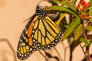 Female monarch butterfly depositing eggs on a milkweed plant
