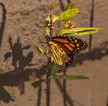 Female monarch butterfly depositing eggs on a milkweed plant