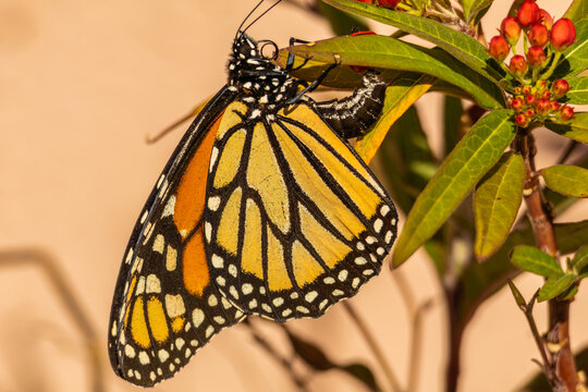 Female monarch butterfly depositing eggs on a milkweed plant