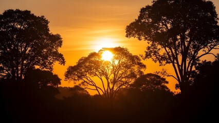 Obraz premium Tropical Jungle Silhouette at Sunset