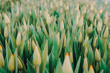 Pointed tulip buds signaling early spring emergence, delicate tips and tight leaf sheaths, sense of renewal and seasonal transition, suitable for botanical study or seasonal campaign visuals