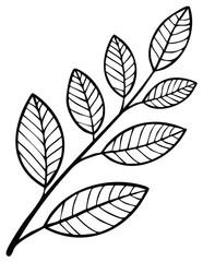 Fototapeta premium Black and white line drawing of a botanical branch with multiple leaves