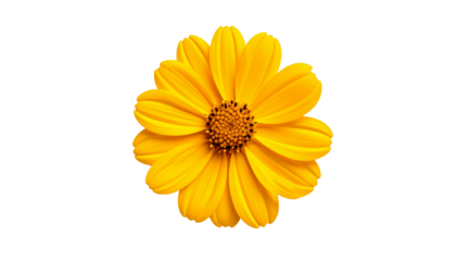 Overhead shot reveals a vibrant, sun-yellow flower isolated on solid white background Png4