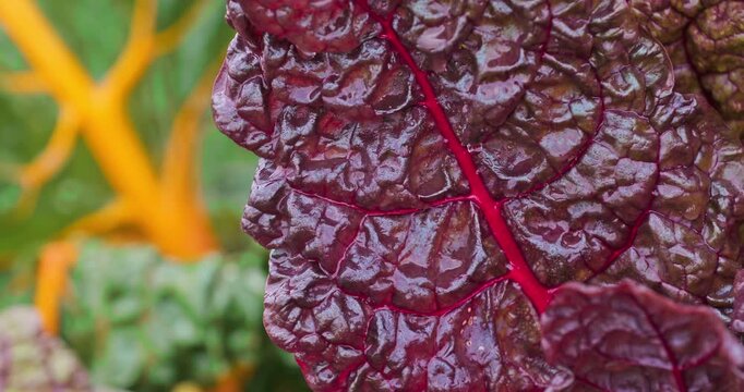 Close-up of colorful Swiss chard (Beta vulgaris) on a farm bed, showing red, yellow, green and magenta leaves with rich texture. Cinematic lighting highlights fresh organic vegetables.