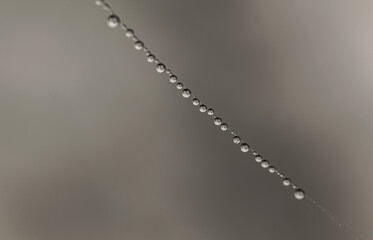 Morning dew drops collecting on a spider's web