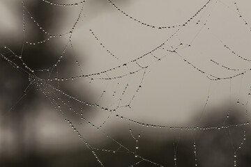 Morning dew drops collecting on a spider's web