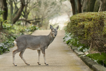 roe deer