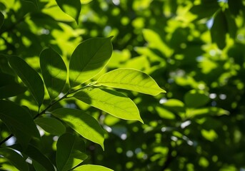 green leaves background