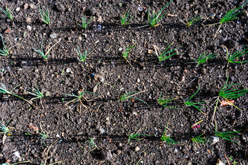 Aerial view: Leek plants arranged neatly in rows in fertile soil, demonstrating the early development of plants on an organic vegetable farm.