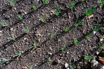 Aerial view: Leek plants arranged neatly in rows in fertile soil, demonstrating the early development of plants on an organic vegetable farm.