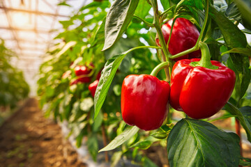 Large ripe red fruits on sweet pepper bushes thrive in a greenhouse, basking in warm sunlight during the harvest season, showcasing vibrant and healthy growth