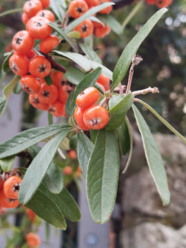 Rama con frutos rojos en arbusto oto&ntilde;al