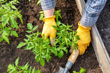 Gloved hands are carefully pulling weeds from a bed of thriving tomato seedlings in a vegetable garden, showcasing an eco-friendly lifestyle and organic practices