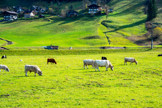 Cattle Pasture in Austrian Alps
