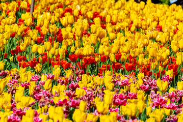 Tulips Blooming Season in Garden