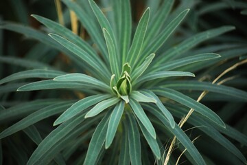 Euphorbia characias.