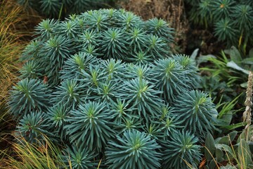 Euphorbia characias.