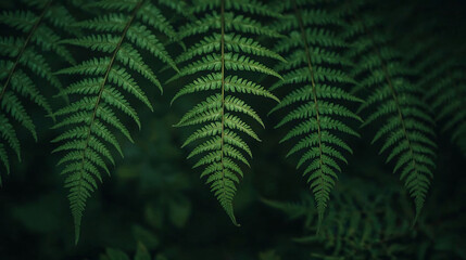Macro Shot of Fresh Green Fern Fronds With Detailed Leaf Texture
