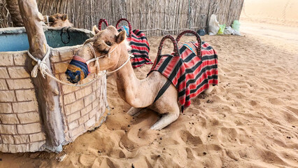 A saddled camel resting next to a decorated well in a sandy, desert camp environment