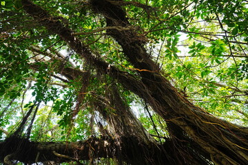 Obraz premium Banyan Tree at Anping Tree House in Tainan, Taiwan - 台湾 台南 安平樹屋 