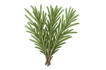 Fototapeta premium Rosemary herb sprig bundle, fresh green aromatic plant for cooking and seasoning on transparent background